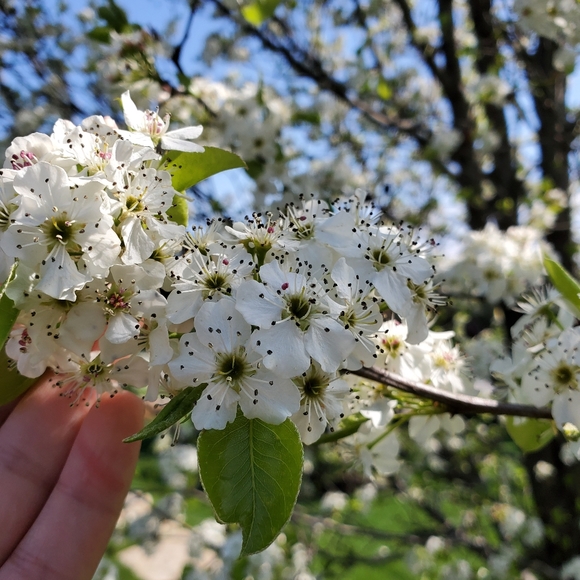 Meet your Posher, Nada - Picture 1 of 1